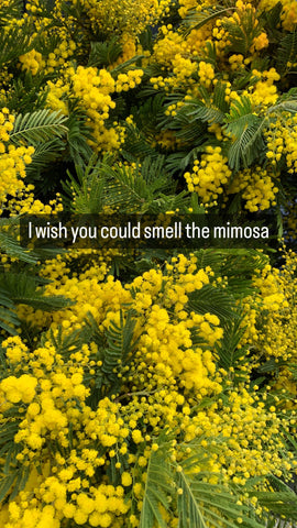 Image of Diffuser 200ml- Mimosa Joli