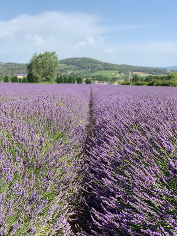 Image of Lavender Sachet Cushion from Provence