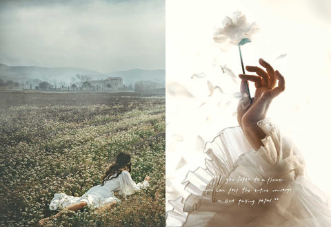 Image of An American in Provence