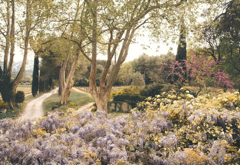 Image of An American in Provence