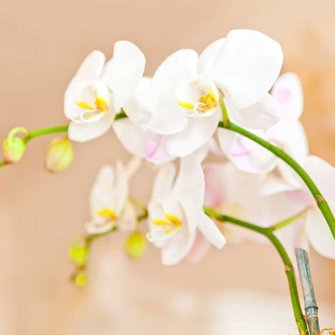 Image of Double Spike 4 inch Orchid - Relish New Orleans