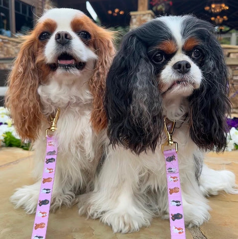 Image of Cavalier King Charles Spaniel Leash - Pink