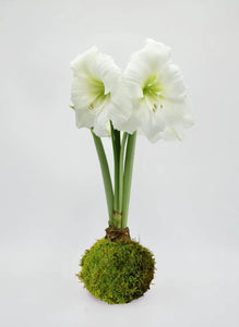 Waxed Amaryllis Bulb- Green
